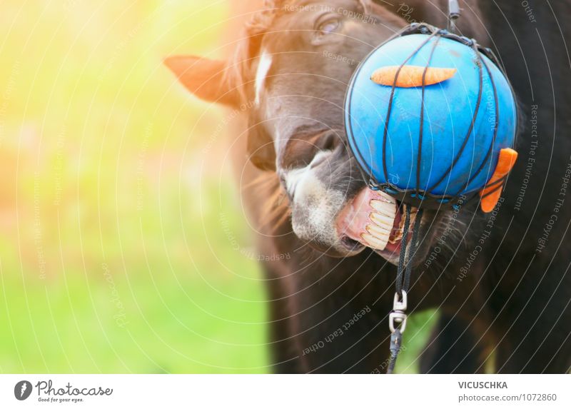 Pferde Beschäftigung mit Ball und Möhren. Gemüse Natur Sonnenlicht Frühling Sommer Herbst Wiese Feld Tier Nutztier 1 Kraft Aktion grinsen