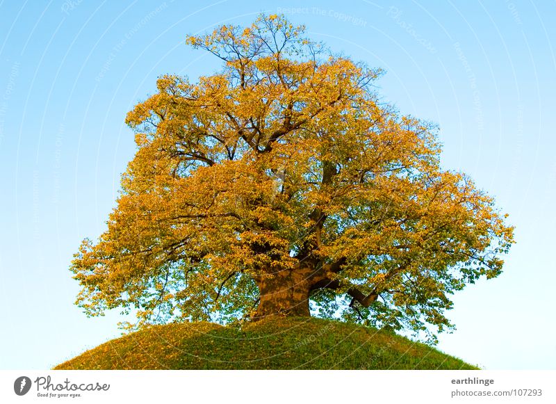 Die Dorfälteste 3 Eiche Herbst Hügel erhaben Ruhestand Braunschweig gelb grün Querformat Linde Farbfoto massiv Herbstlaub Digitalfotografie Vergänglichkeit