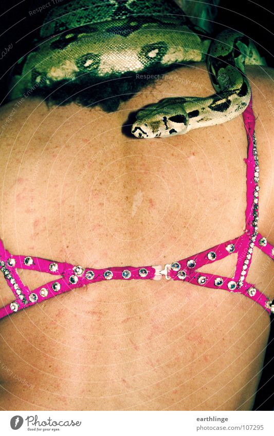 Trau der Schlange nicht! Hochformat BH rosa grün Reptil Haarschopf Blitzlichtaufnahme gefährlich Muster Schlangenhaut Zirkus Frieden Farbfoto Niete Rücken
