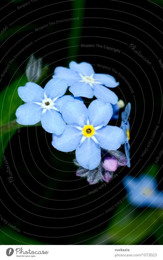 Sumpfvergissmeinnicht, Myosotis palustris Sommer Natur Pflanze Blume Blüte Blühend frei blau schwarz Vergißmeinnicht sylvatica Raublattgewächs Sommerblumen