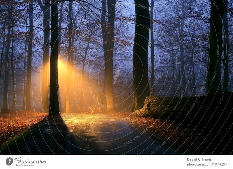 Licht Umwelt Wetter Nebel Park Gedeckte Farben Außenaufnahme Menschenleer Morgendämmerung Zentralperspektive