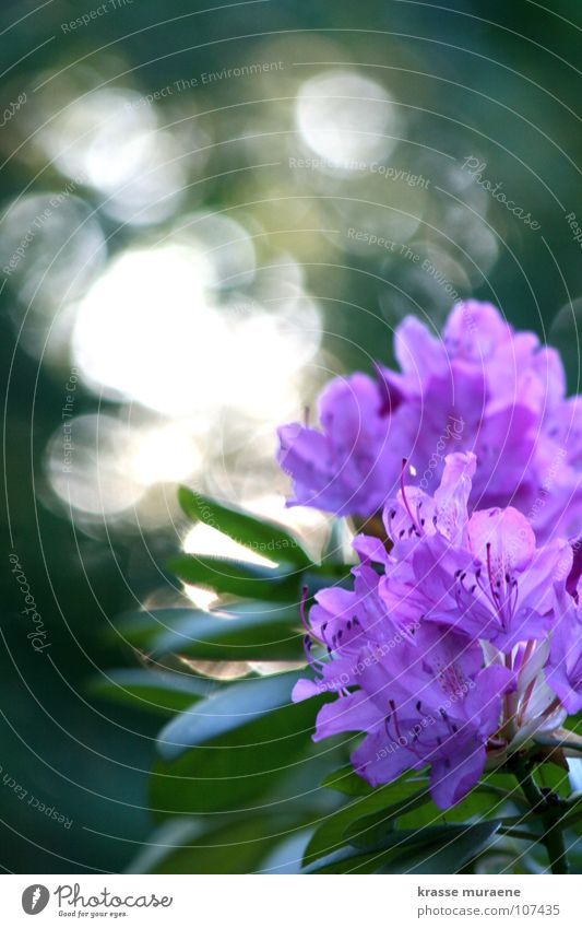Glitzersilberblumme Blume glänzend violett grün Licht Sommer Freude Abend
