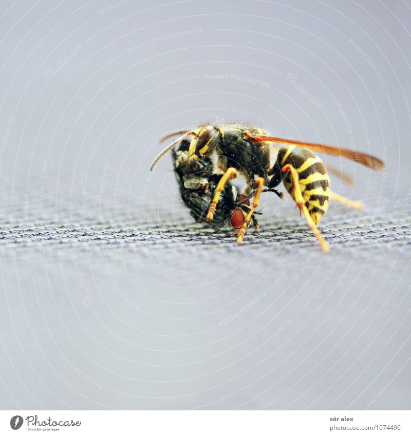 fressen Tier Fliege Wespen Aggression stark Fressen Nahrungssuche Überlebenskampf Farbfoto Außenaufnahme Makroaufnahme Menschenleer Textfreiraum links