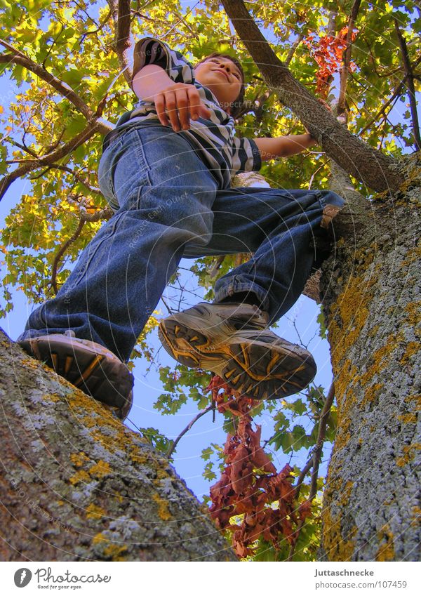 Hoch hinaus Junge Kind Baum Klettern hoch fallen Baumkrone Blatt Herbst Spielen Zufriedenheit Image fertig Lebensfreude unten Schuhe Schuhsohle Baumrinde stehen