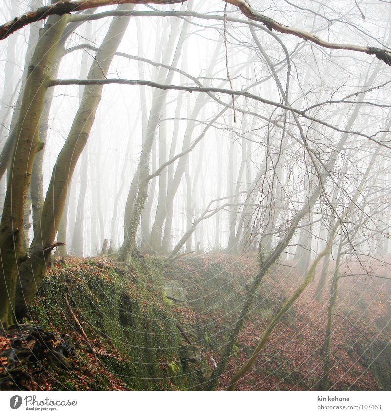 abgründe ruhig Herbst schlechtes Wetter Nebel Baum Efeu Blatt Wald Felsen kalt Kraft Trauer Einsamkeit Verzweiflung Vergänglichkeit Ausweg Steinbruch feucht