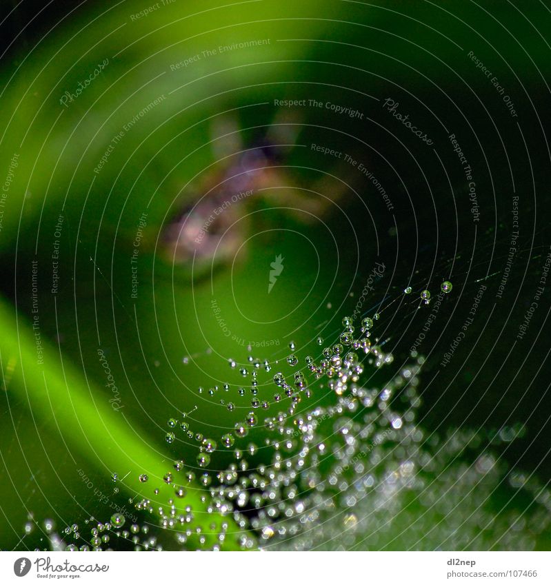 Spinne Tropfen Netz Diamant Wiese Regen Wasser Wassertropfen Glas Drop Forest Diamond