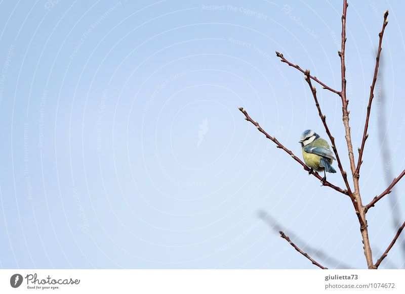 Himmelblau und Sonnengelb Umwelt Natur Tier Wolkenloser Himmel Frühling Baum Garten Wildtier Vogel Meisen Singvögel Blaumeise 1 beobachten hocken frei klein