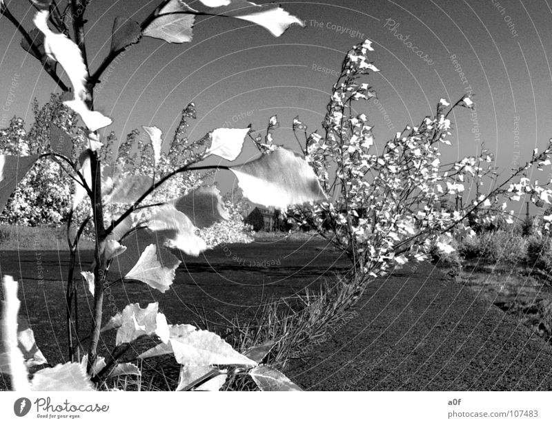 wite leaves Infrarotaufnahme Blatt falsch Baum Schwarzweißfoto ohne farbe Bildbearbeitung