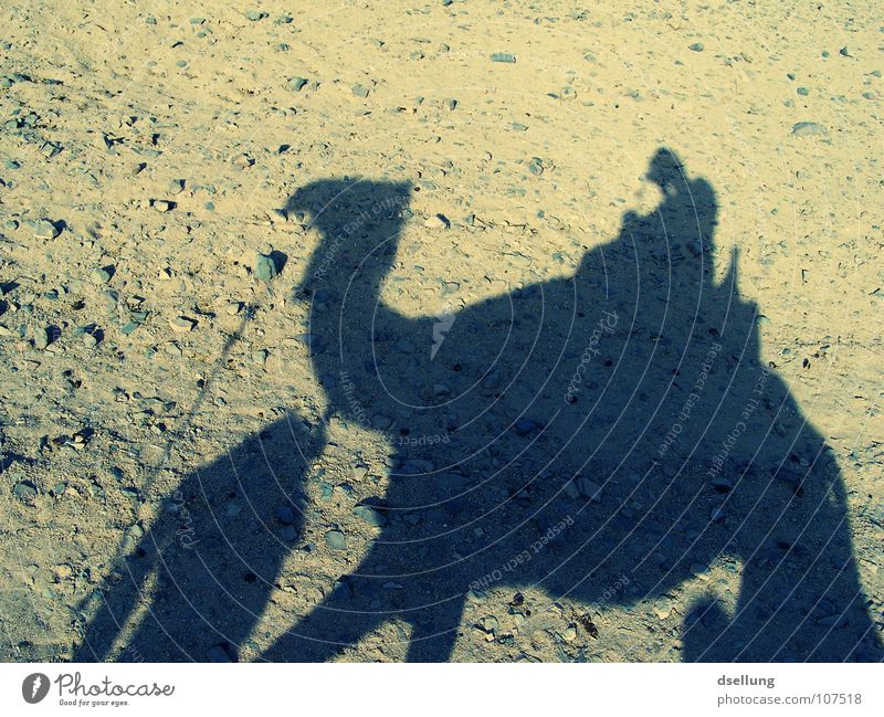 Schatten eines Kamels und Menschen am Abend Ägypten Licht heiß Physik Schaukel trocken dunkel Beduinen Schweiß transpirieren Kopftuch Fell Fußspur Ödland