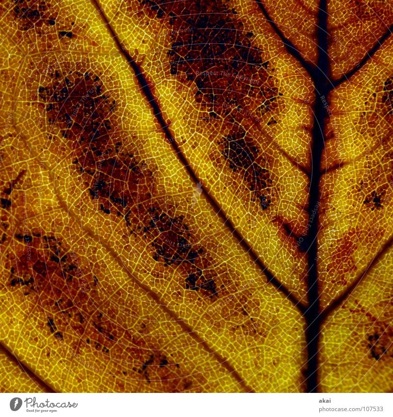 Das Blatt 20 Pflanze Urwald Wildnis grün Botanik Pflanzenteile pflanzlich Umwelt Sträucher Gegenlicht krumm Hintergrundbild Baum nah Photosynthese Gefäße