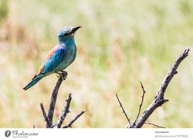 Rackenvogel #3 Tier Schönes Wetter Vogel mehrfarbig Afrika Südafrika Krüger Nationalpark Farbfoto Gedeckte Farben Textfreiraum rechts Tierporträt