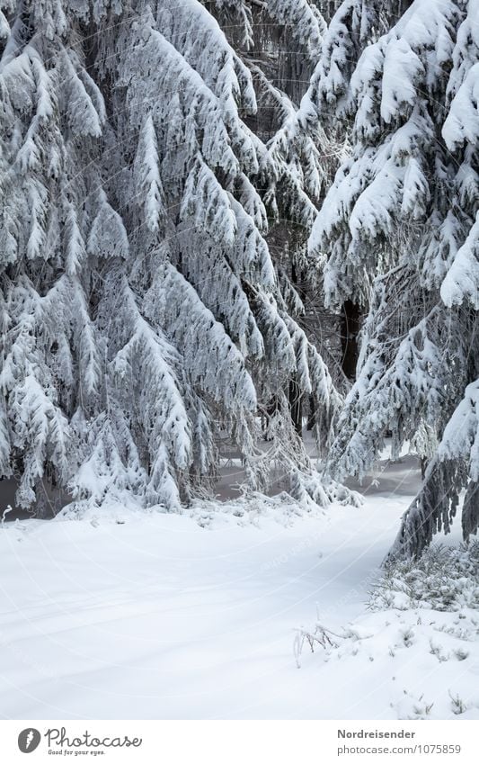 Winter Winterurlaub Landschaft Klima Wetter Eis Frost Schnee Baum Wald Wege & Pfade frieren weiß Natur rein stagnierend Winterwald Thüringer Wald Fichtenwald