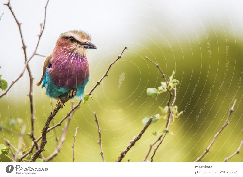 Rackenvogel #2 Vogel mehrfarbig Südafrika Afrika Krüger Nationalpark Tier Farbfoto Gedeckte Farben Menschenleer Textfreiraum rechts Schwache Tiefenschärfe