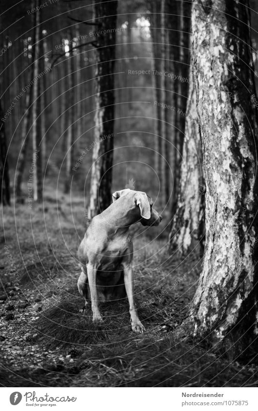 Sinne Jagd Natur Baum Wald Tier Haustier Hund 1 sitzen dunkel Tierliebe achtsam Wachsamkeit Einsamkeit Erwartung geheimnisvoll Neugier Jagdhund Vorsteherhund