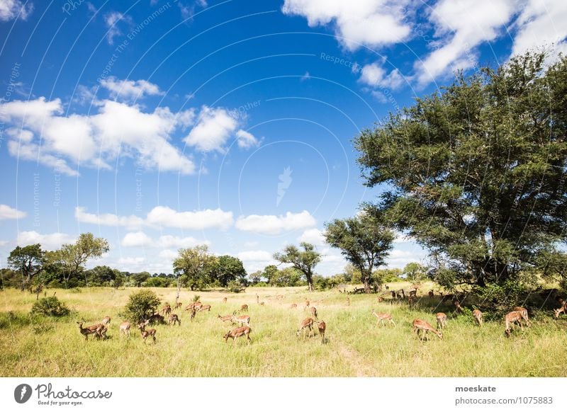 Impalas Wildtier Fressen Antilopen Krüger Nationalpark Afrika Südafrika Tier Farbfoto Gedeckte Farben Menschenleer Textfreiraum links Textfreiraum oben Tag