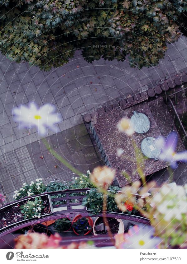 mauerblümchen Blume Blüte Balkon Asphalt grün Sommer Herbst nass durcheinander schön blau gehsteig Kopfsteinpflaster mülltonnendeckel Regen Wildtier frei Stolz