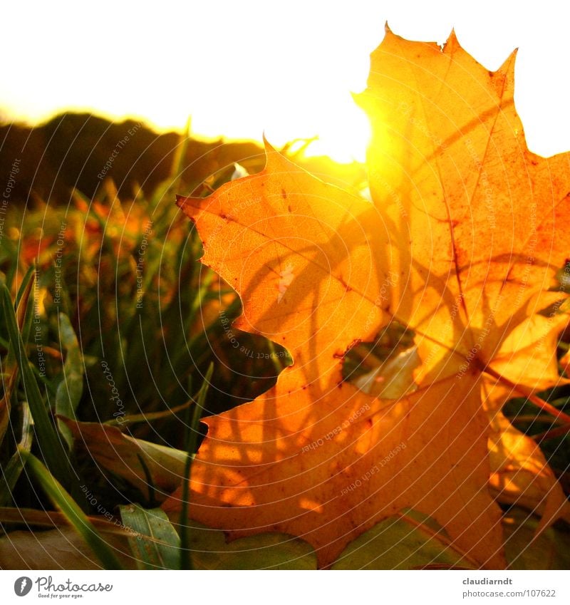Herbstfeuer Blatt Herbstlaub mehrfarbig niedlich Licht blenden Physik Wunder Wiese Ahorn Ahornblatt Blätterfall gold Sonne Wetterschutz durchleuchten Lampe