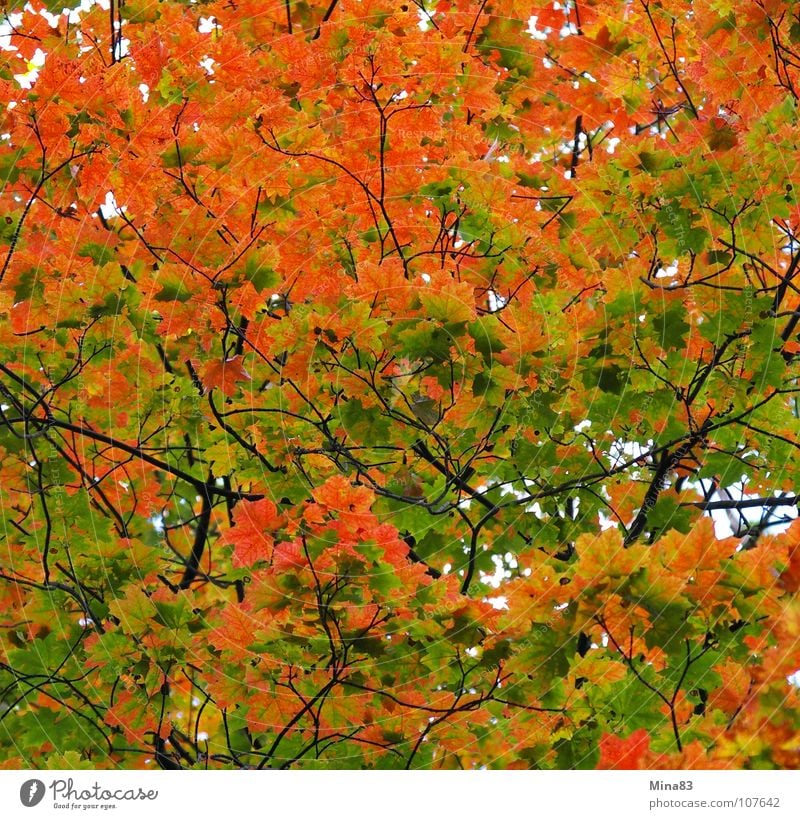 Der Wandel Ahorn Herbst Wald Natur Spaziergang Klotzsche