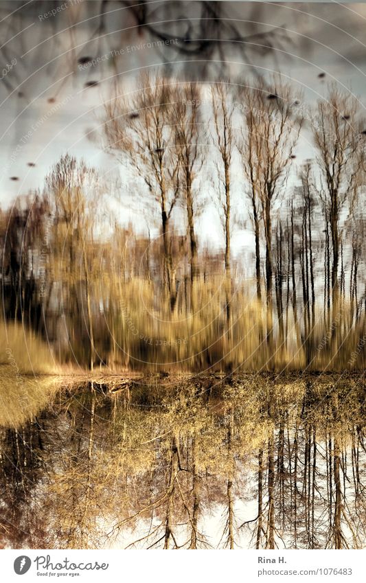 Verkehrte Welt II Umwelt Landschaft Pflanze Frühling Baum Gras Sträucher See natürlich verkehrt Surrealismus gemalt Farbfoto Außenaufnahme Licht Schatten