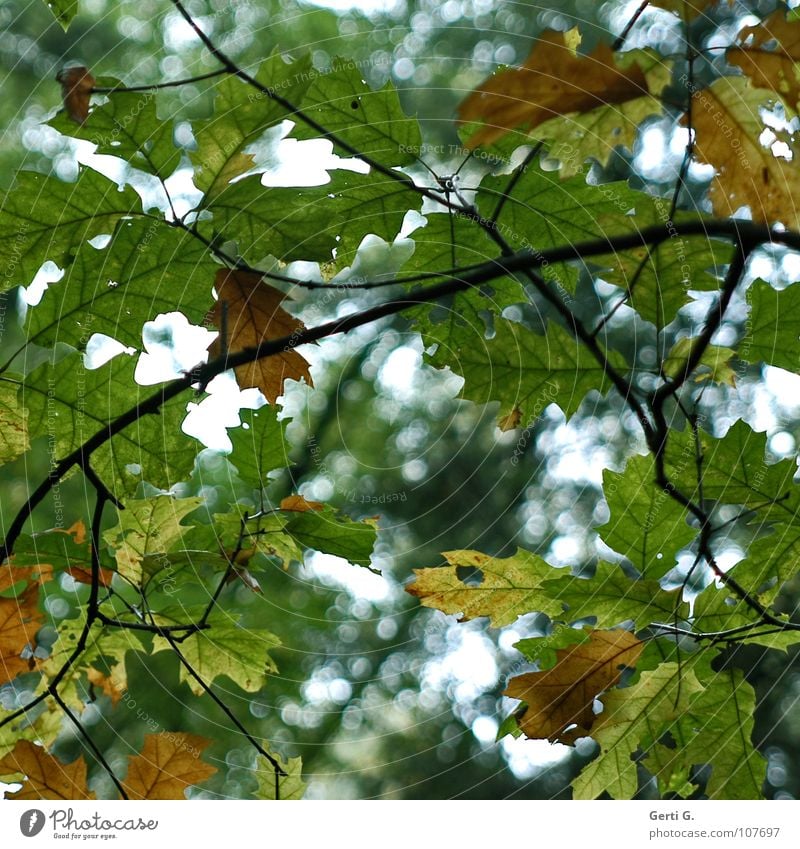 change of colour Herbst Jahreszeiten Blatt mehrfarbig grün braun Baum Einblick Durchblick zart Loch Blick durchsichtig Stimmung Lichtpunkt gelb Vergänglichkeit