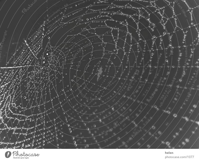 spinnennetz bei nacht Spinne Spinnennetz Wassertropfen Seil