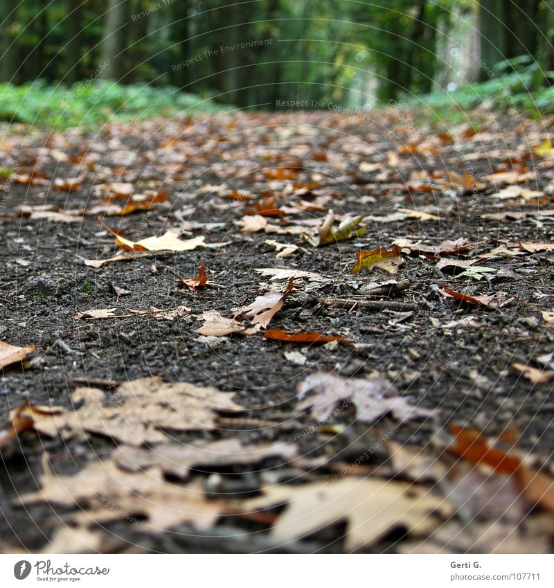 WWW Fußweg Herbst aufsteigen Steigung Hügel Wald Heide Blatt fallen Waldboden Waldrand wandern grün saftig frisch Jahreszeiten herbstlich herbstbild