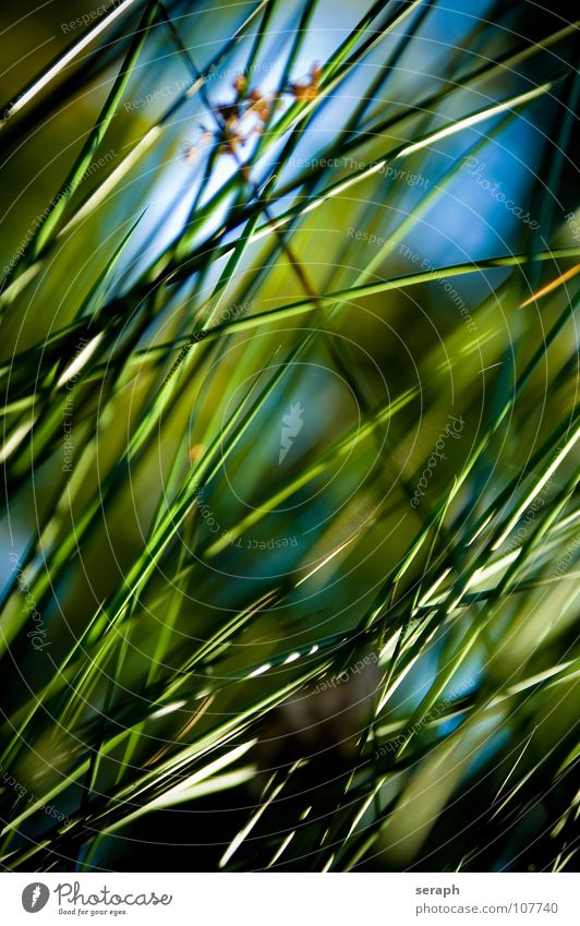 Binsen Schilfrohr Röhricht Biotop Blüte Blühend Gras Halm Pflanze Natur wedel Umwelt Umweltschutz Süßgras ufer Hintergrundbild abstrakt Strukturen & Formen