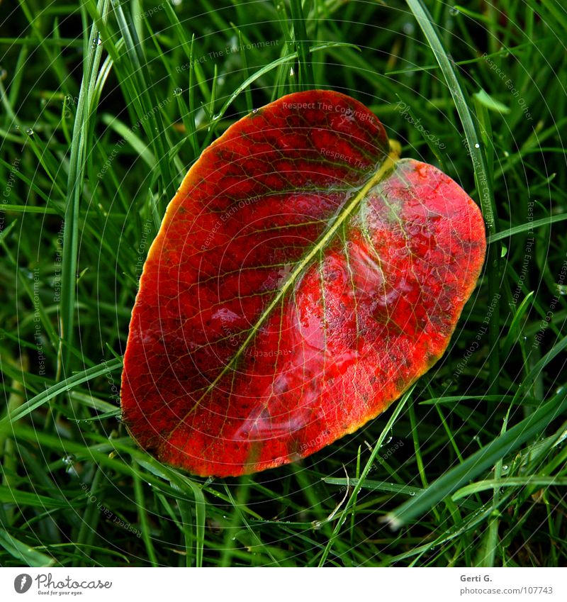 mitten im Herbst Blatt rot grün Gras Weisheit grasgrün Blattadern mehrfarbig zweifarbig Halm frisch diagonal runtergefallen Linie durcheinander Mitte