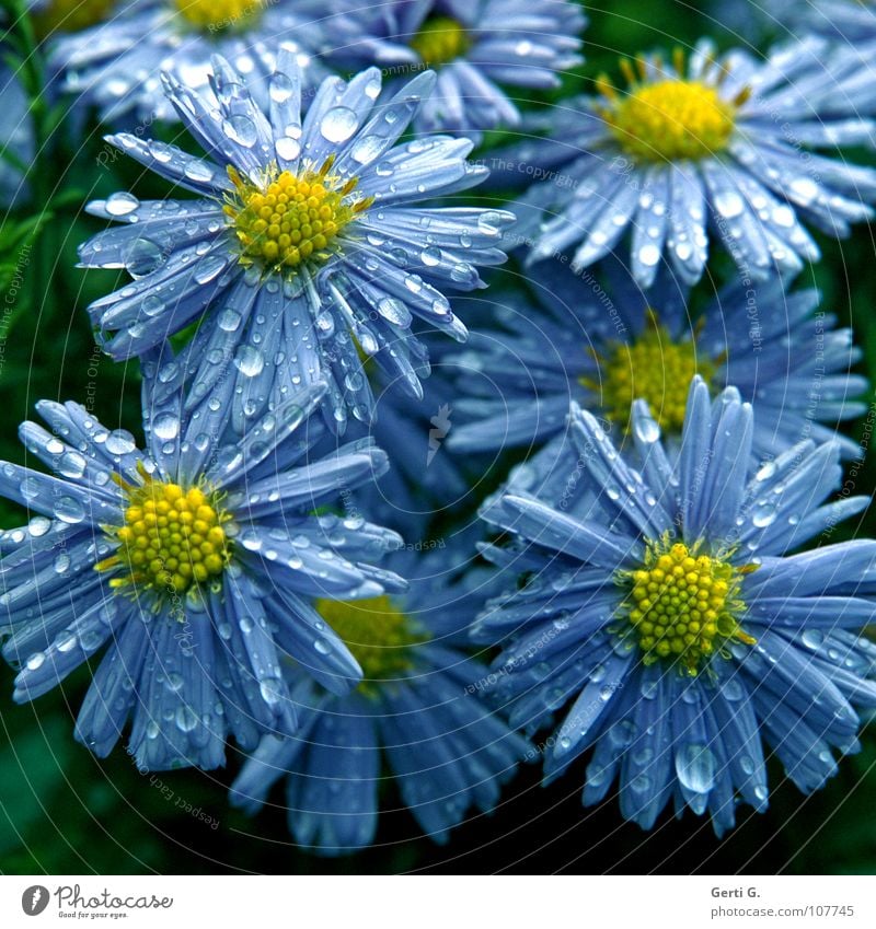 kollektive Emotionen Astern Korbblütengewächs Zierpflanze violett gelb Blütenblatt nass Regen Wassertropfen Blume Pflanze mehrfarbig blau-gelb Sträucher