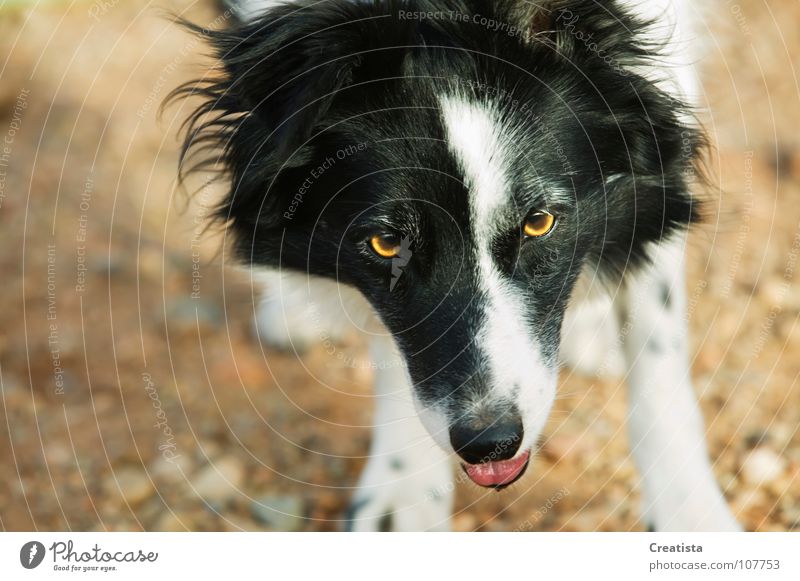 Border Collie Säugetier border dog pet canine black white friend obedient curious friendly shepherd animal eyes