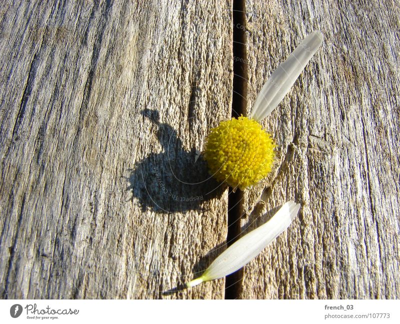 Baldige Gewissheit Natur Pflanze Blume Blüte Holz schön braun gelb weiß Gefühle Hoffnung Wunsch Kamille Blütenblatt Farbfoto Nahaufnahme Makroaufnahme