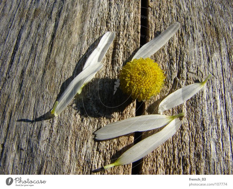 Ausgeträumt Sommer Natur Pflanze Blume Blüte Holz braun gelb weiß Kamille Farbfoto Gedeckte Farben Nahaufnahme Makroaufnahme Strukturen & Formen Tag Schatten