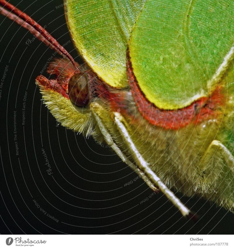 weiblicher Zitronenfalter ( Gonepteryx rhamni ) Sommer Frühling Schmetterling Insekt gelb grün Tier Weißlinge Gegenlicht Nordwalde Makroaufnahme Nahaufnahme