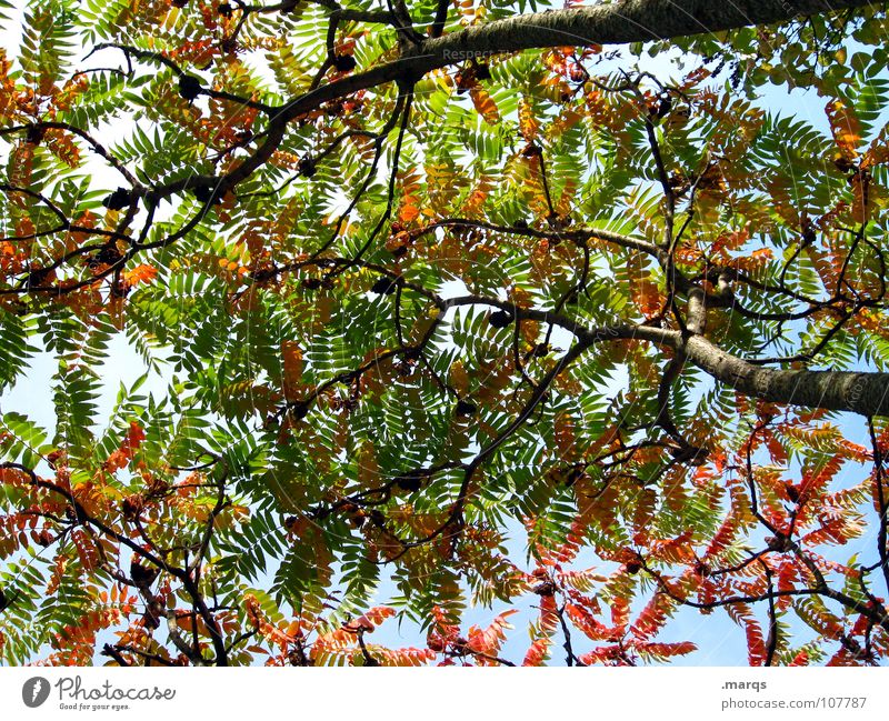 Discolouration Baum Blatt rund Oval Herbst rot grün Blüte Farbenspiel Färbung Holzmehl Natur schön Blätterdecke Ast Zweig orange Schatten Himmel Faben tree limb