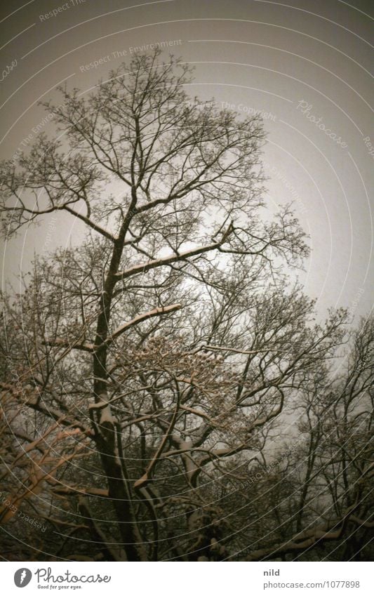 nachts unterwegs Natur Pflanze Himmel Winter Wetter Schnee Schneefall Baum Park Wald Menschenleer dunkel kalt trist grau orange schwarz kahl Farbfoto