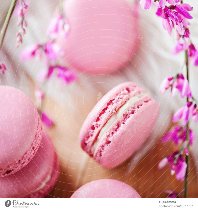 Macarons Lebensmittel Dessert Süßwaren Kaffeetrinken rund rosa Farbfoto Innenaufnahme Nahaufnahme Detailaufnahme Unschärfe Vogelperspektive