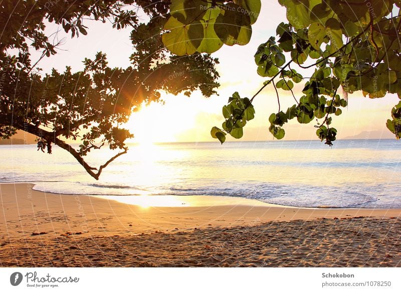 goldene Weite Erholung ruhig Ferien & Urlaub & Reisen Ferne Sonne Strand Meer Natur Wasser Sonnenlicht Baum Sand natürlich Warmherzigkeit Fernweh Energie