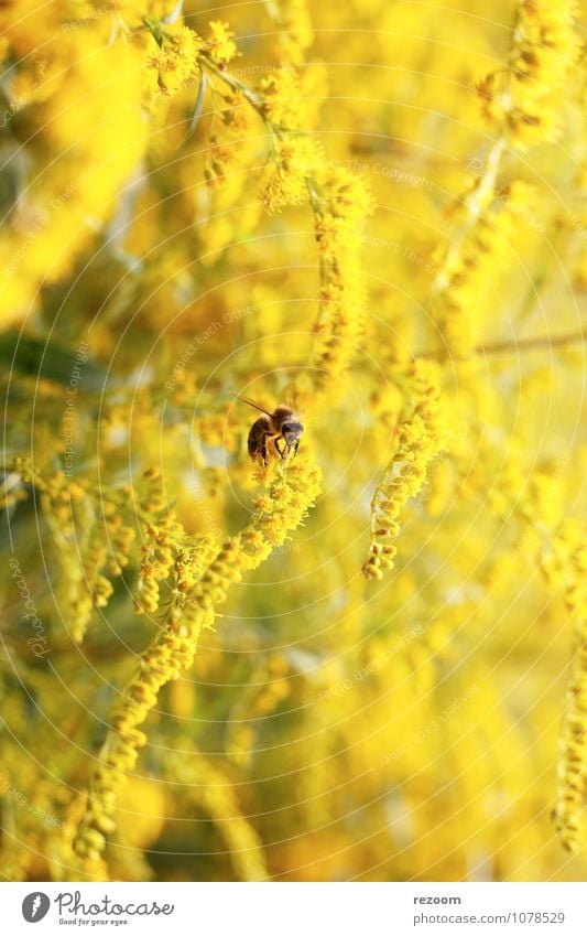fleißige Biene Natur Pflanze Blume Kanadische Goldrute Tier Wildtier 1 Blühend fliegen Duft natürlich braun gelb grün Frühlingsgefühle nachhaltig Umwelt
