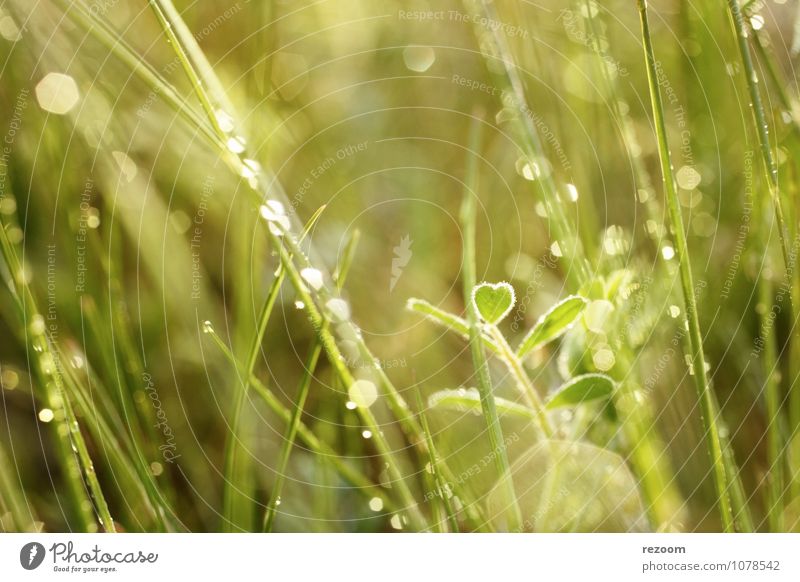Grünes Herz Umwelt Natur Pflanze Frühling Gras Blatt Wiese Wärme gelb grün Warmherzigkeit Liebe Umweltschutz Farbfoto Außenaufnahme Makroaufnahme Menschenleer