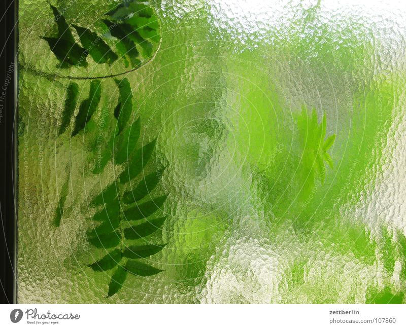 Fensterleder {n} = chamois Blatt grün durchsichtig durchscheinend Hintergrundbild Grünpflanze Sauerstoff nachwachsender Rohstoff Photosynthese Detailaufnahme