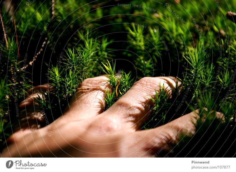 griff ins grüne Gras Baum Hand Handfläche Luft gelb Lunge frisch Nadelwald Fichtenwald Buchenwald weich berühren begreifen Klimawandel Globalisierung Ozon