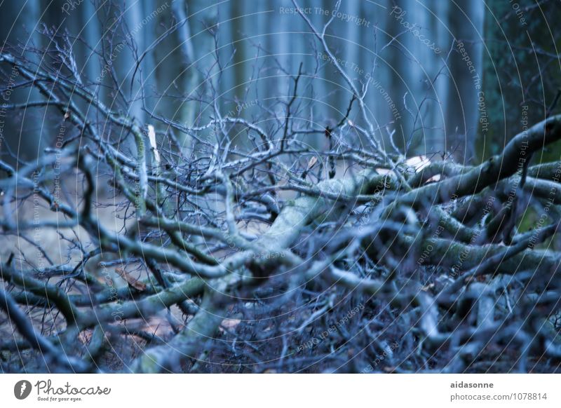 Holz im Wald Natur Landschaft Pflanze Winter Baum Zufriedenheit achtsam ruhig authentisch Zweige u. Äste Waldboden Moringa Baum Mecklenburg-Vorpommern Nienhagen