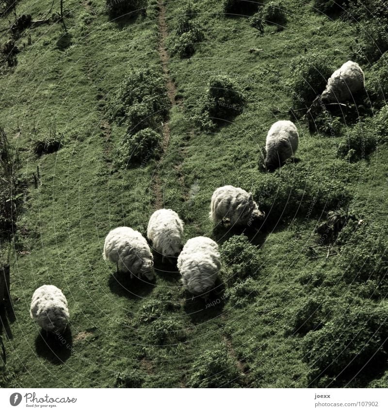 Schafspelz diagonal Fell Fressen grün Pullover Lamm Schafswolle stricken Wiese Wolle Säugetier Weide