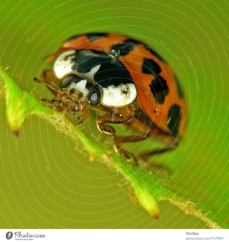 Asiatischer Marienkäfer_01 ( Harmonia axyridis ) Insekt weiß krabbeln grün rot schwarz Tier Käfer Frühling Sommer Makroaufnahme Nahaufnahme orange Punkt beetle