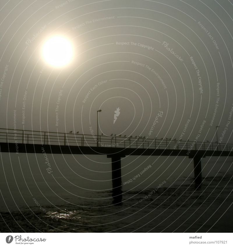 Der Weg zum anderen Ufer Morgennebel Ferry Terminal Möwe Licht Reflexion & Spiegelung grau schwarz ruhig Einsamkeit Strand Küste Sonne Brücke Fördedampfer