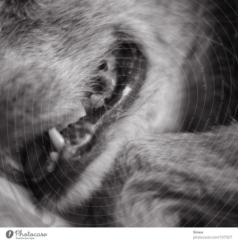 Zahnstein Haustier Tier Hund Mischling Biest Fell grauhaarig Hundeschnauze Schwarzweißfoto Säugetier Vierbeiner liegen Makroaufnahme Bildausschnitt Anschnitt