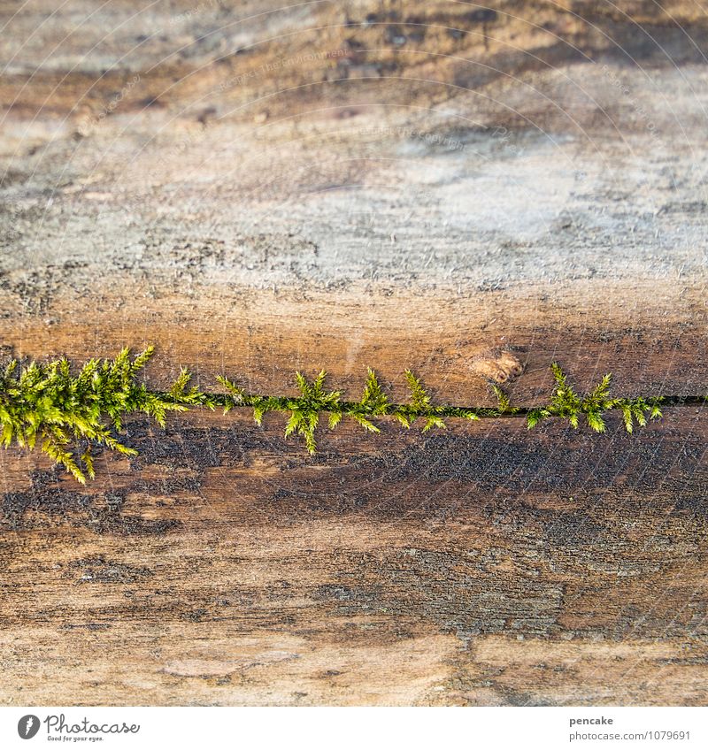 entwarnung Natur Pflanze Urelemente Frühling Moos Holz Wasser Zeichen atmen Bewegung krabbeln Beginn anstrengen einzigartig geheimnisvoll Hoffnung Wachstum