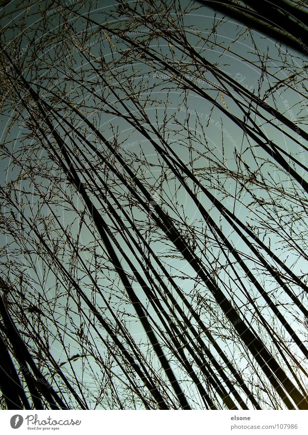 ::HIDING-PLACE:: Nacht Gras Pflanze schwarz Linie verzweigt Stil Stab rückwärts diagonal Verlauf grau grün Herbst perspektive.halme Natur Versteck nach oben