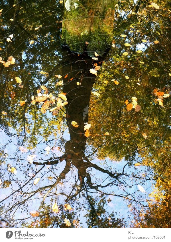 stille Wasser ... Baum Spiegelbild Blatt Sumpf Wald Herbst tief Oberfläche Teich braun grün Baumrinde nass entgegengesetzt unberührt authentisch Stimmung Macht