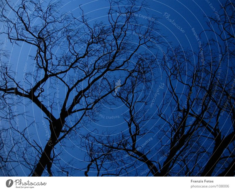 Düster Baum Nacht dunkel unheimlich schwarz blau Zweig Ast